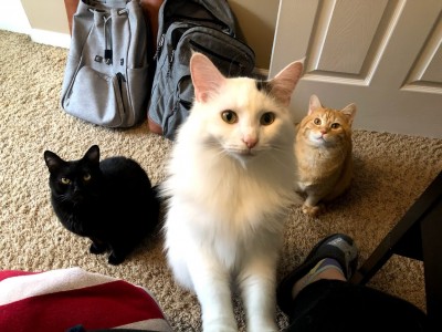 Aimee's three rescue cats stare up at her from the floor
